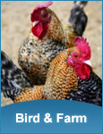 Bird & Farm
